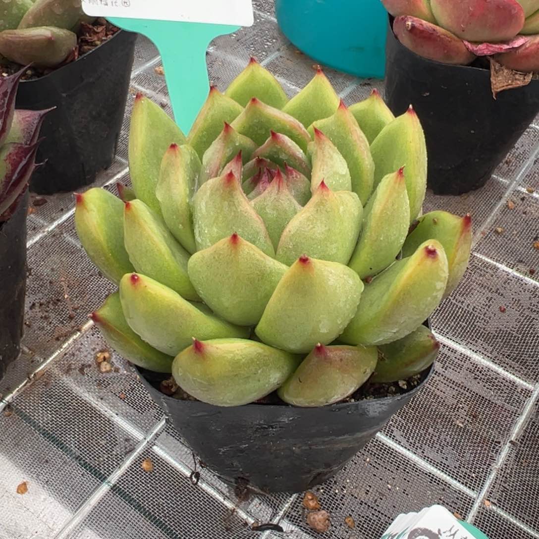 从前慢多肉精选编号0207.107