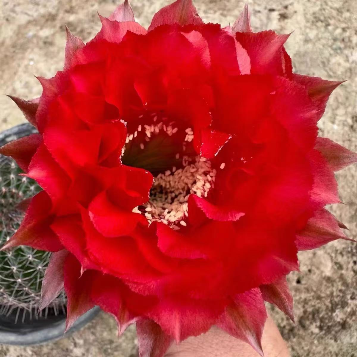 自根红领巾彩草，尺寸以直播间为准，环境不同开花不同，介意勿拍