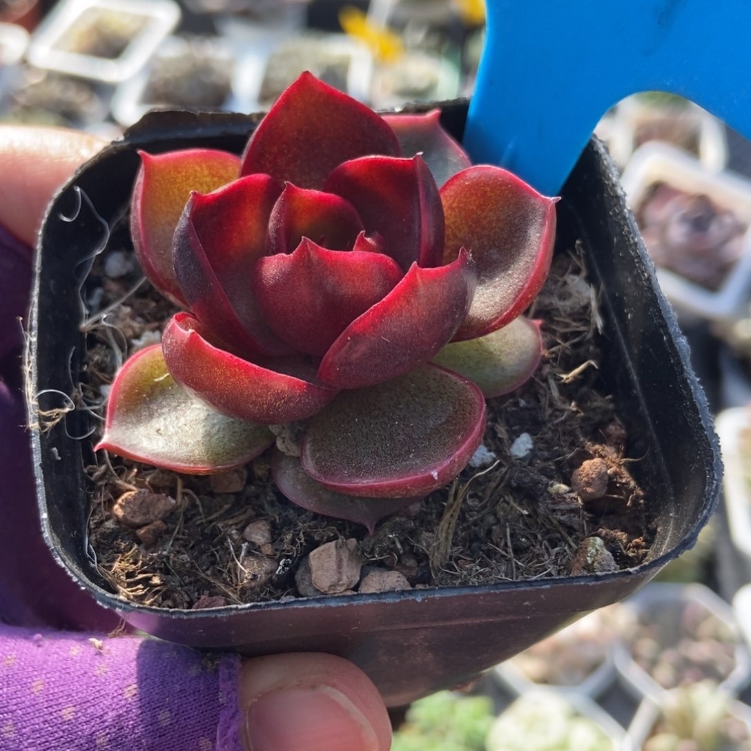 951红灯多肉植物多肉