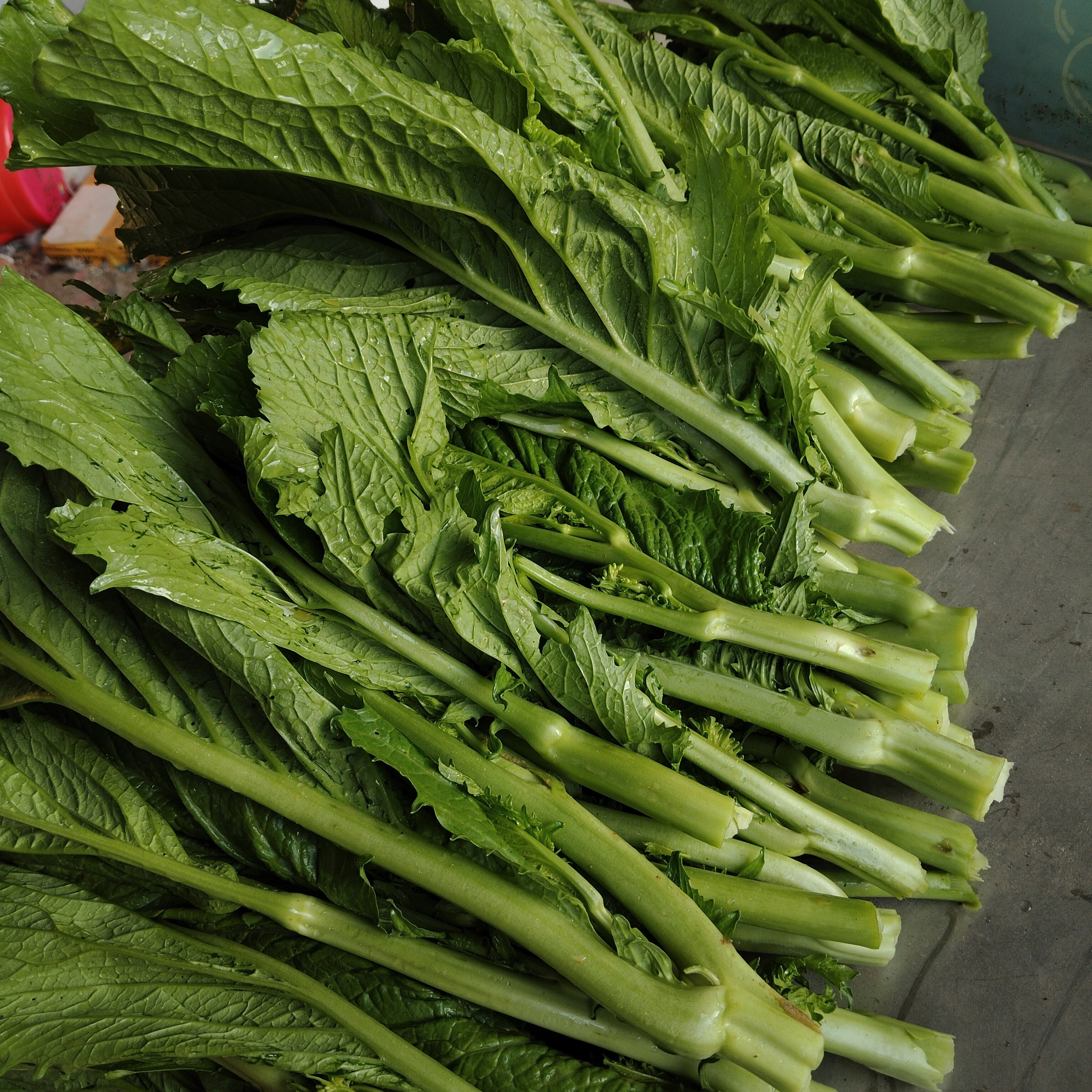 江西赣南露天种植大菜心，可做水旦菜，冲鼻菜，腌菜
