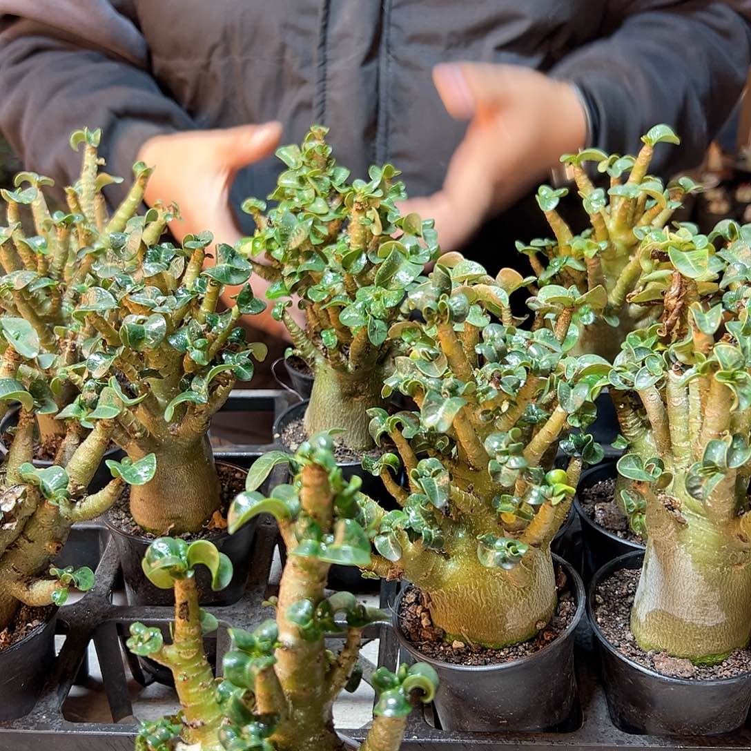 哥斯拉沙漠玫瑰8公分