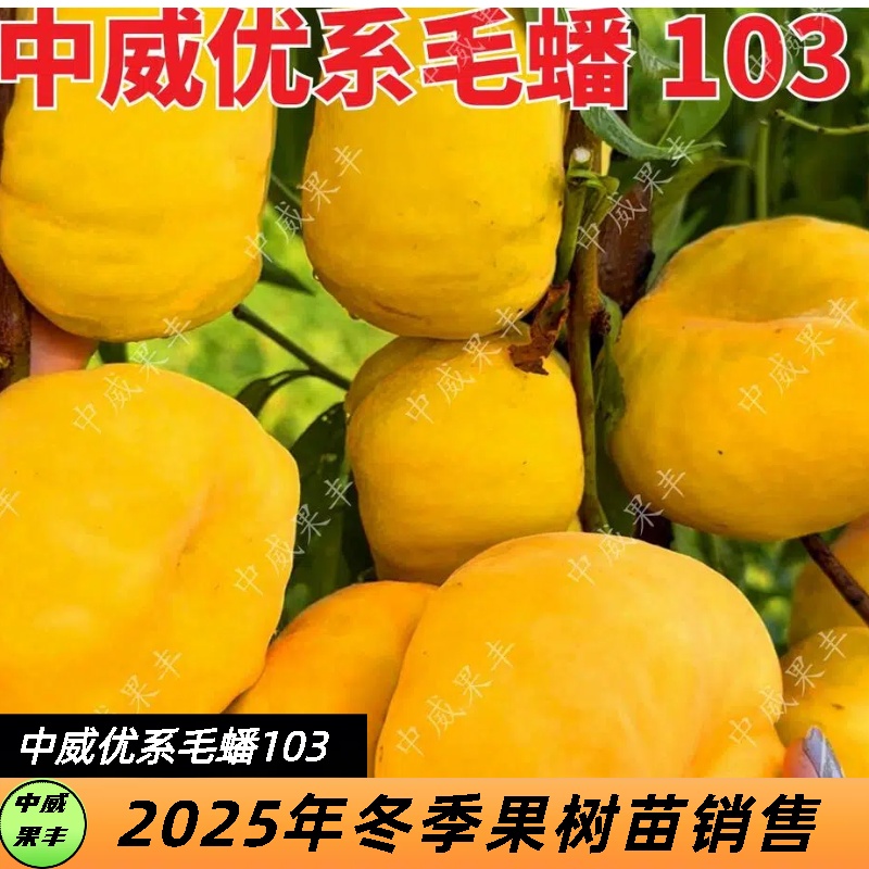 中威优系毛蟠103号6月中下旬成熟浓香浓甜不炸心不裂果桃子蟠桃