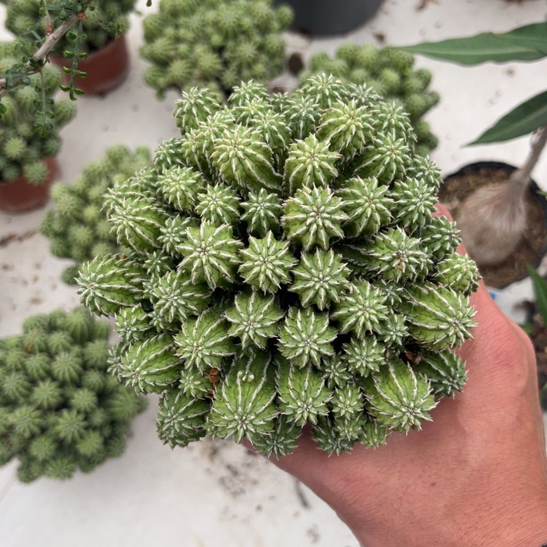 丰收大戟带盆带土随机发