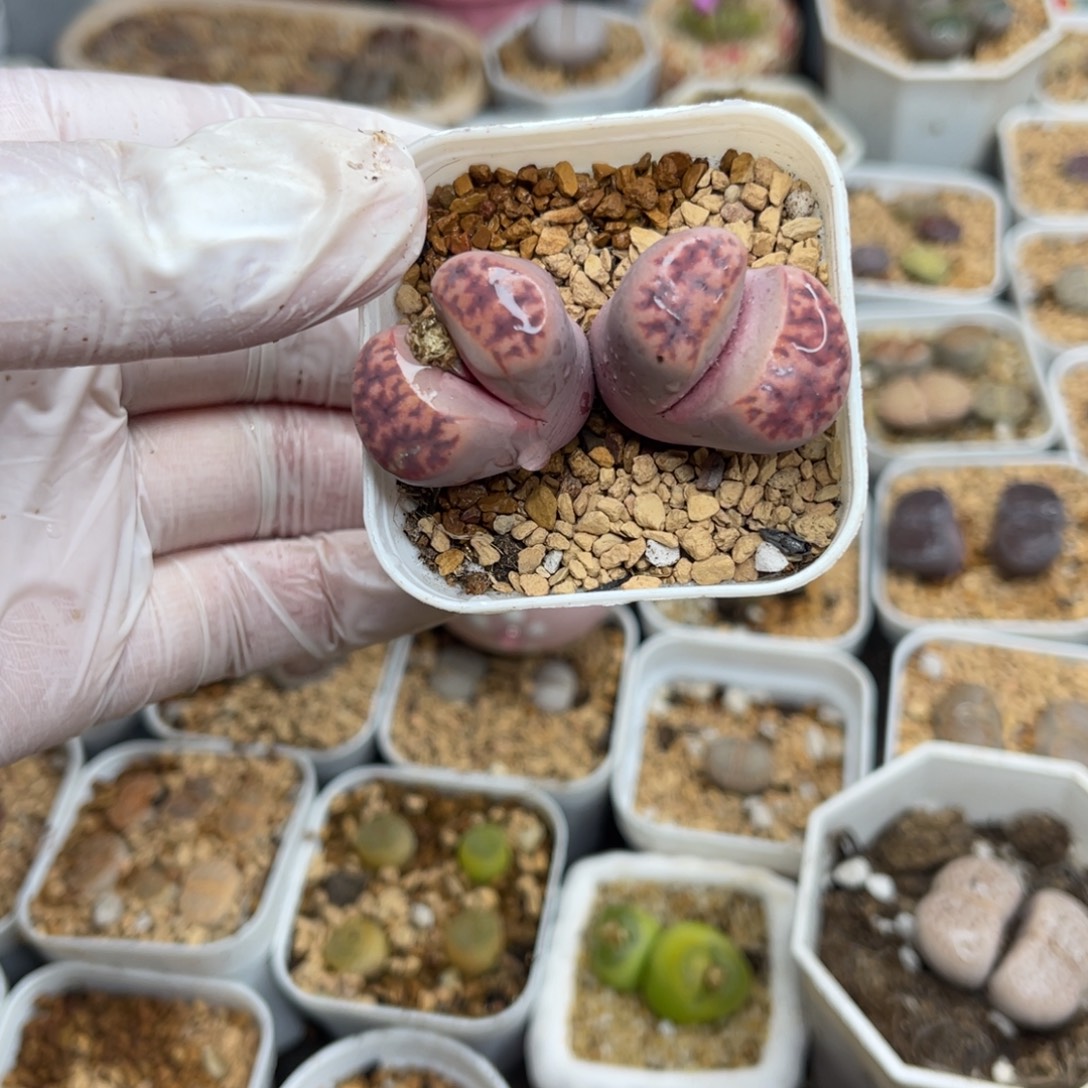 多肉植物一物一拍39