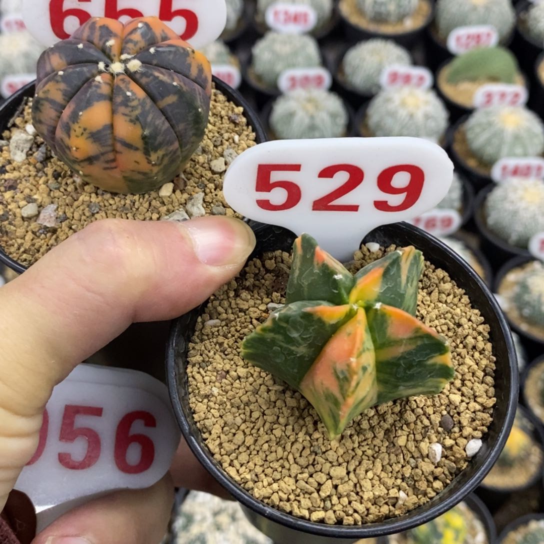 655/529两颗福利多多