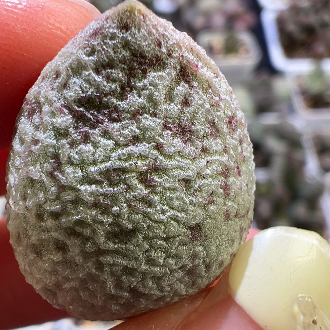 血斑银霜叶子多肉植物水泡