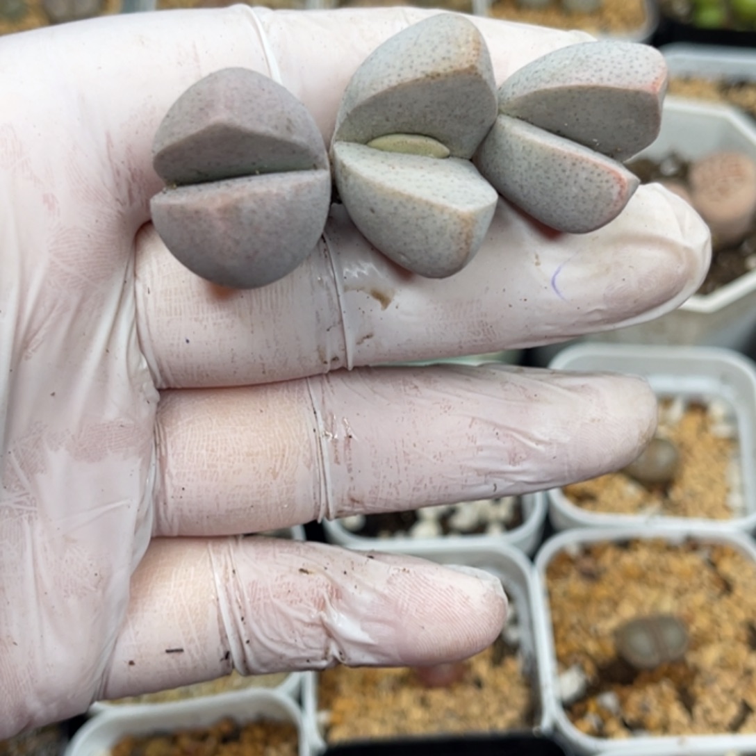 多肉植物一物一拍13