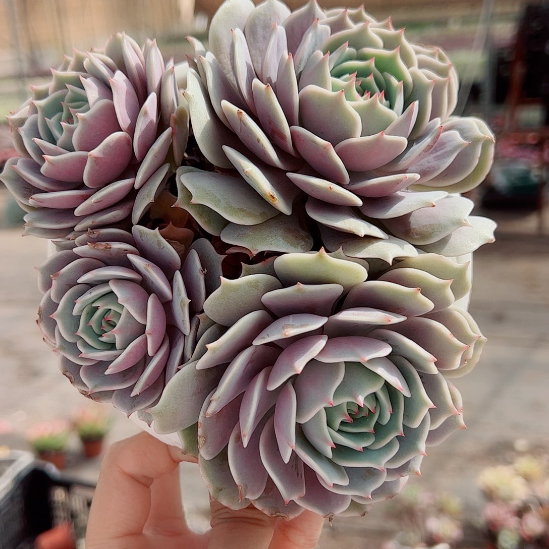 露娜莲多头群生老桩特价