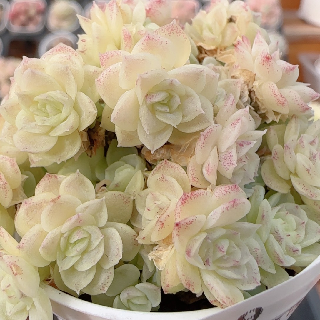 花语多肉0102-239散