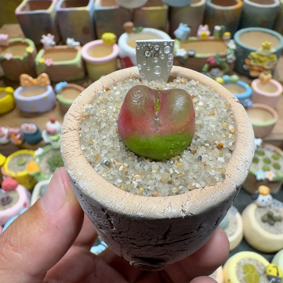 蘑菇1091毛汉尼多肉植物