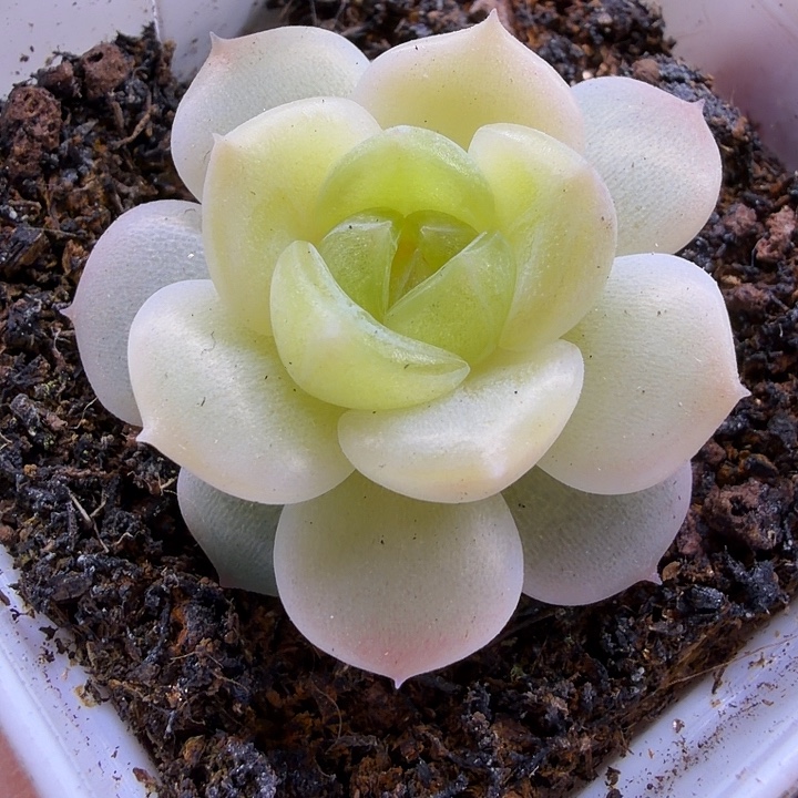 独家196五公分盆口