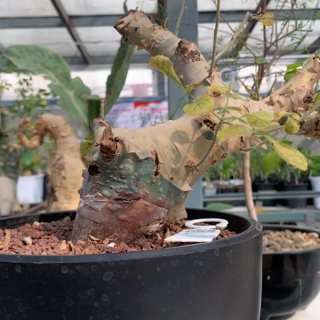 马萨比特白皮橄榄产地熟桩带盆