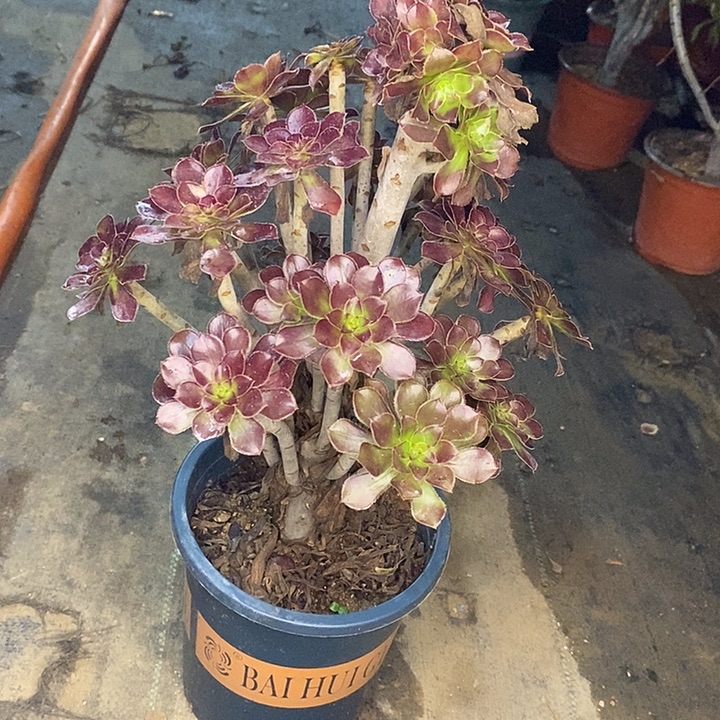 黑法7多肉植物法师
