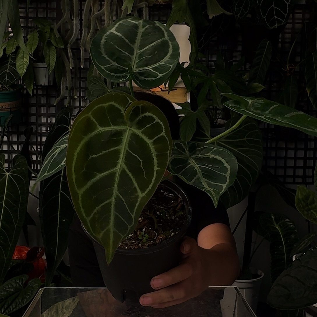 完全开放E184叶损撕裂纹