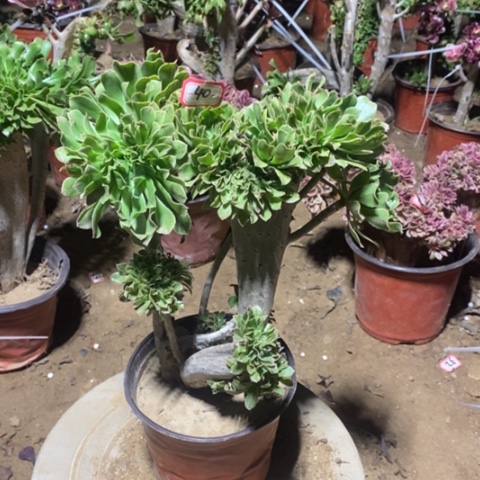 原始绿缀一物一拍