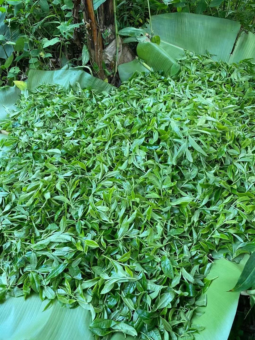 2025薄荷塘三类头春散茶（可备注压饼）