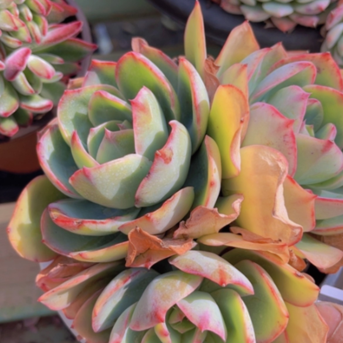 【闪购商品】美国蓝光08120