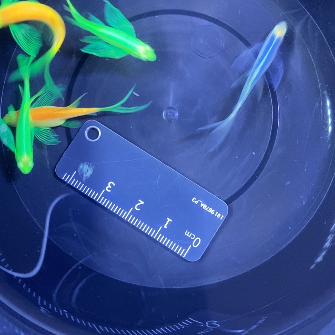 斑马鱼蝶翼斑马3.5-4厘米4送1