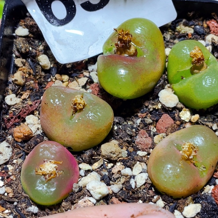 656冰魄母本l l l l l l