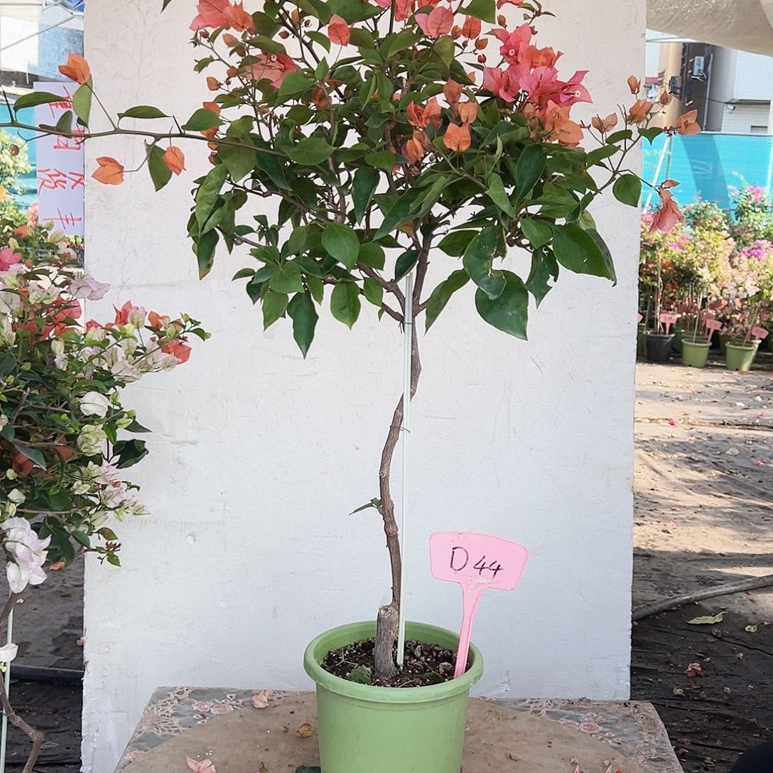 珍***珍大部分花苞少量开放D44波妹