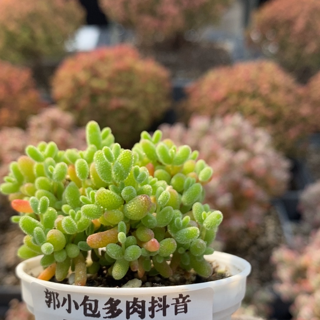 蜜橘糖球5092枝干番杏