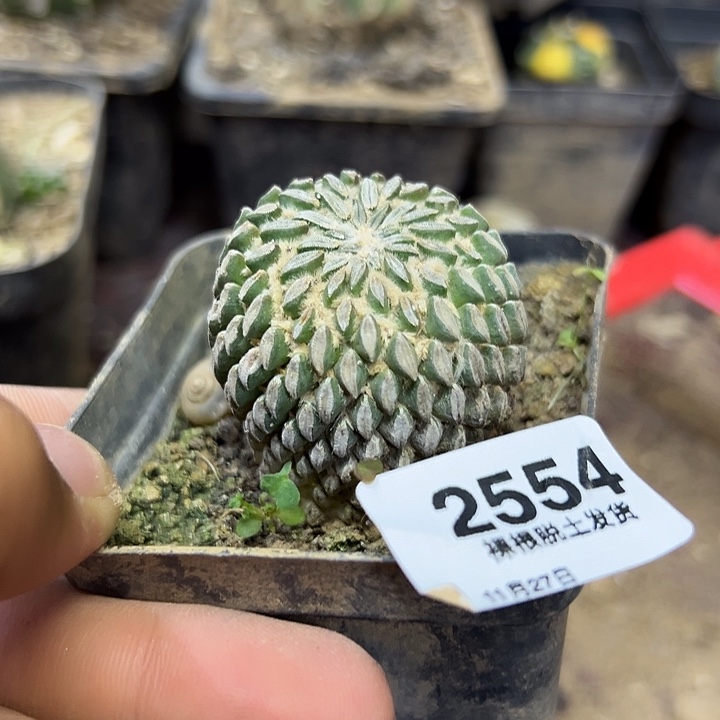 2554号自根精巧丸