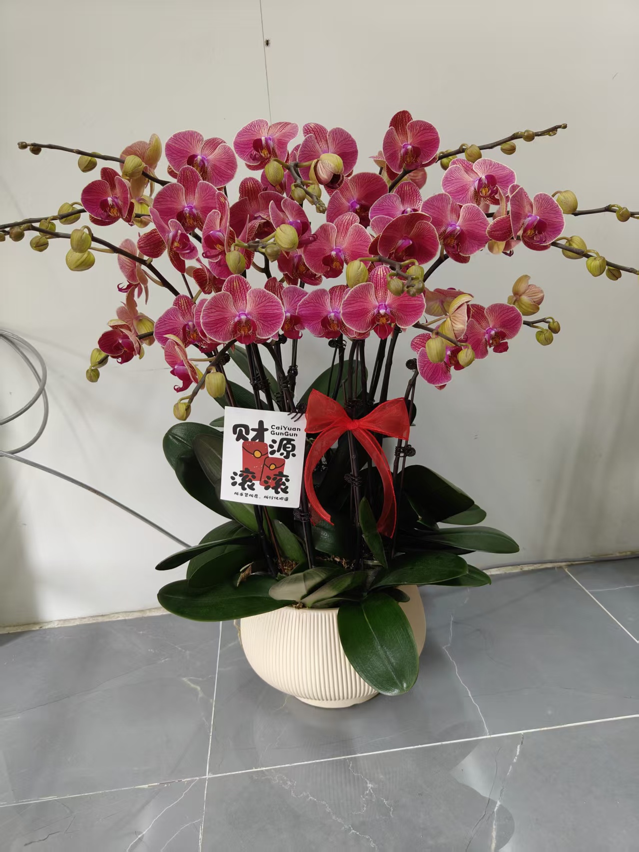 蝴蝶兰【聚宝橘子】一物一拍室内观赏花花佛山基地直发好养易活