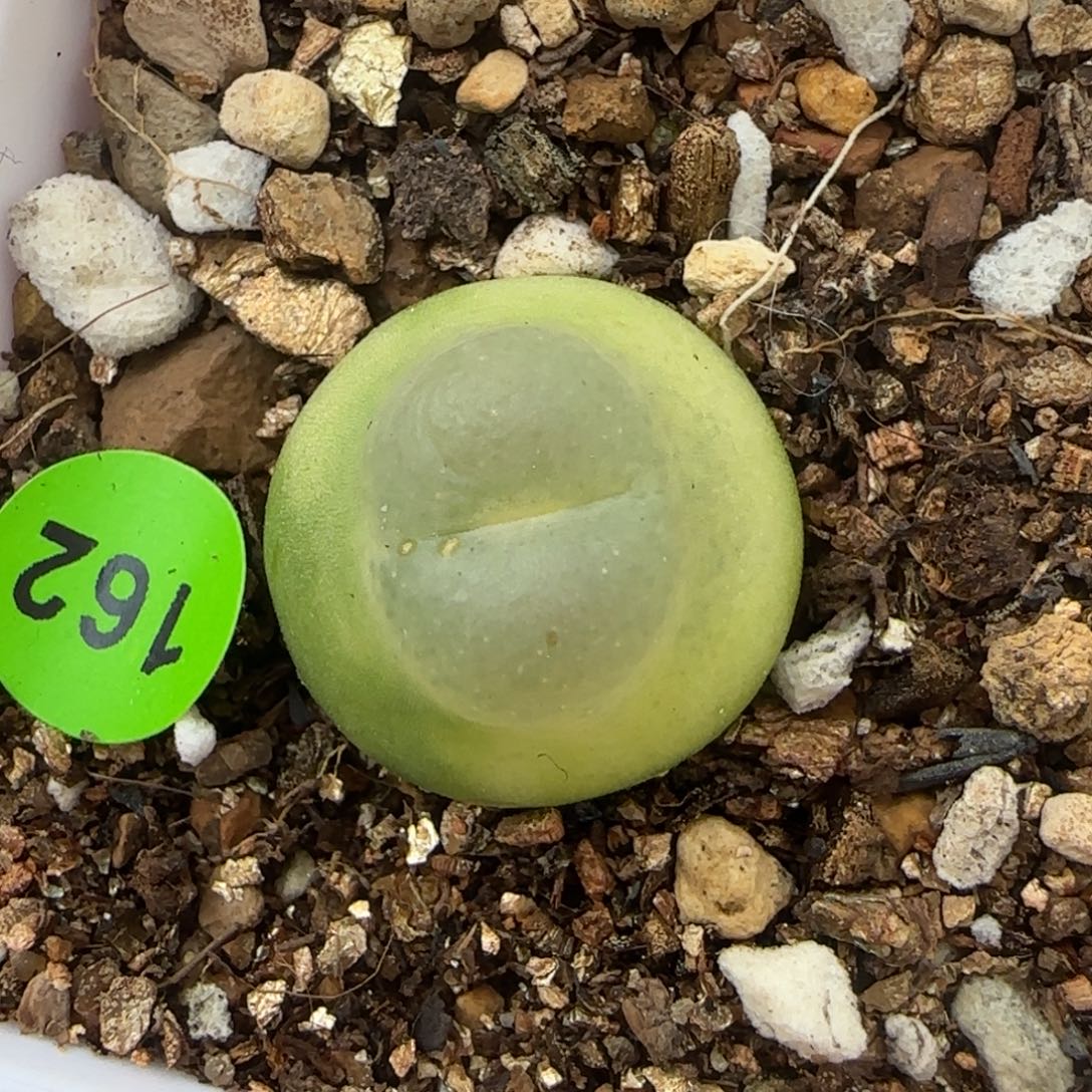 拉登1.7+多肉植物162