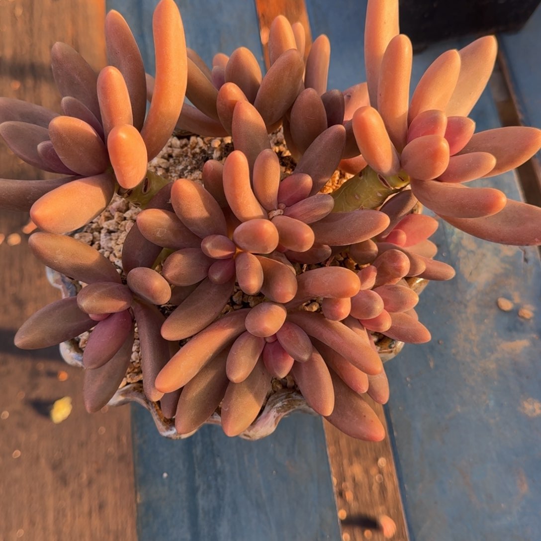 糖果美人 10头一物一拍