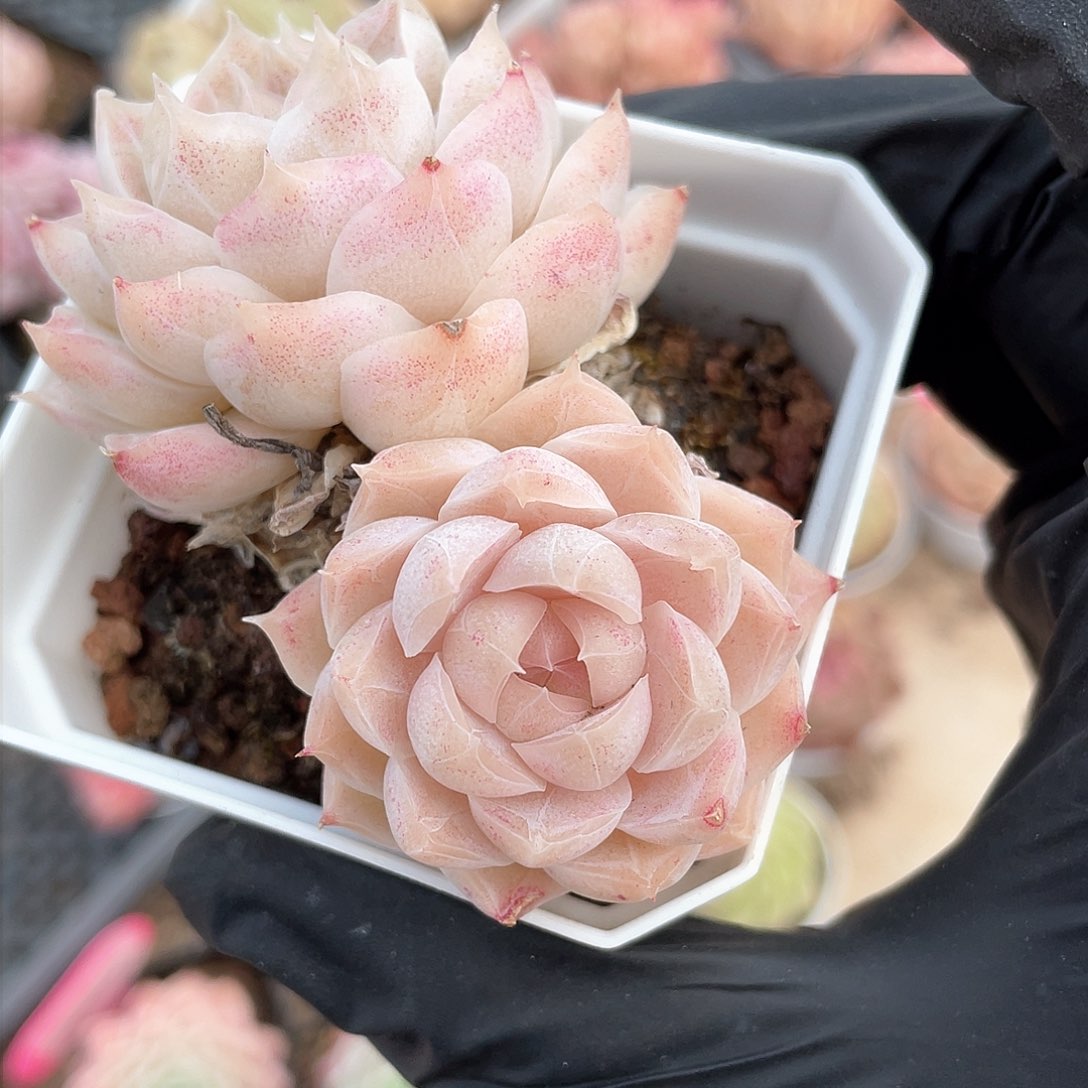 优选女王精品613