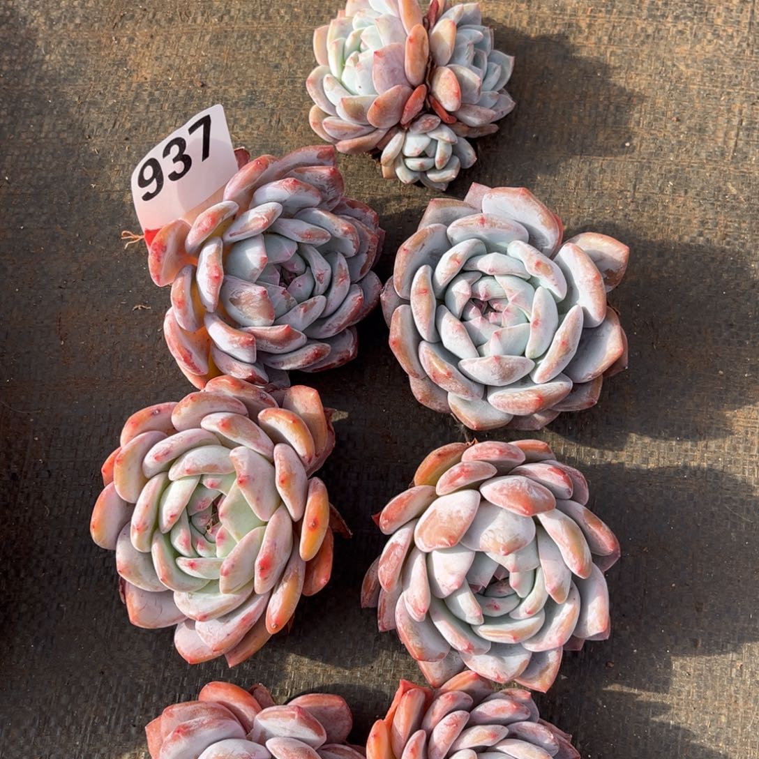 937橙梦露橙梦露橙梦露