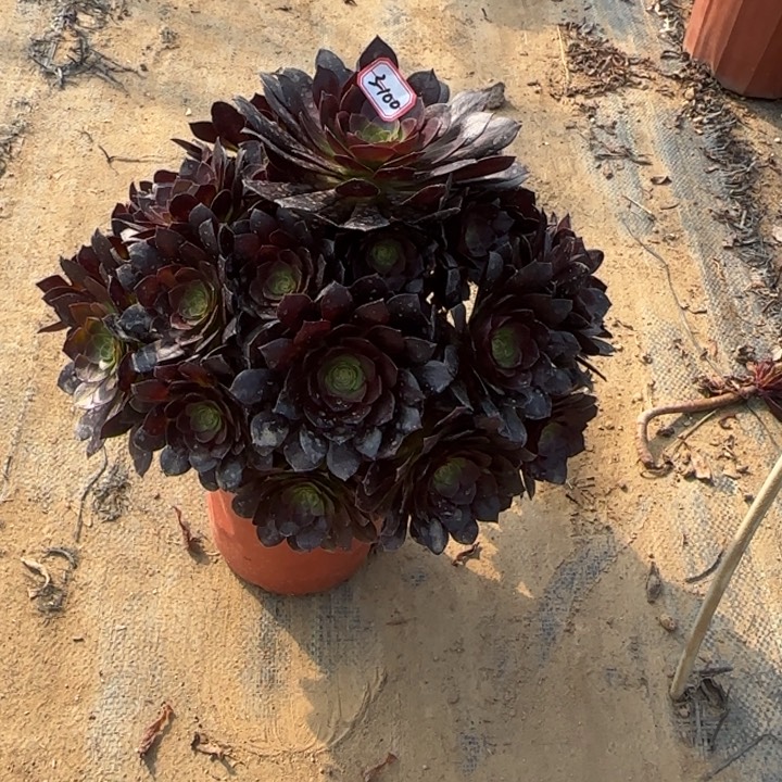 3-100赤焰莲多肉植物