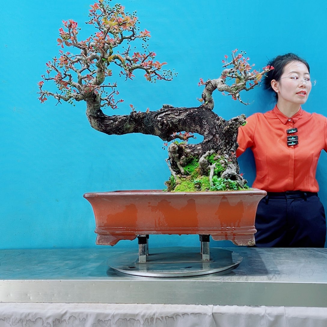 无花朵科**哥岭南盆景艺术盆景的艺术