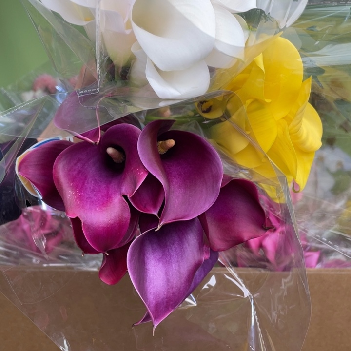 完全开放3号马蹄莲3把25支白贵