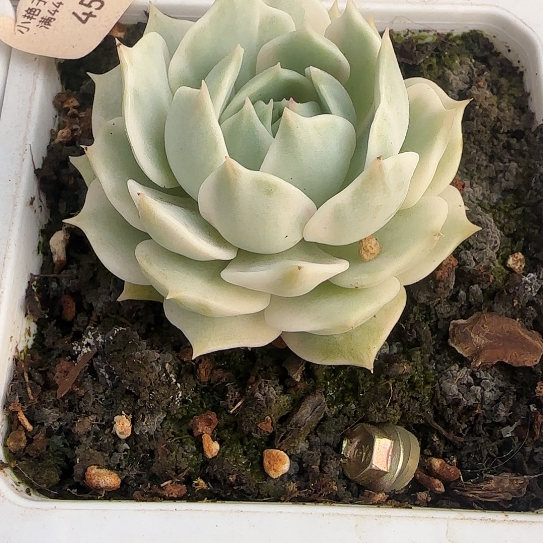 456露娜莲锦多肉植物