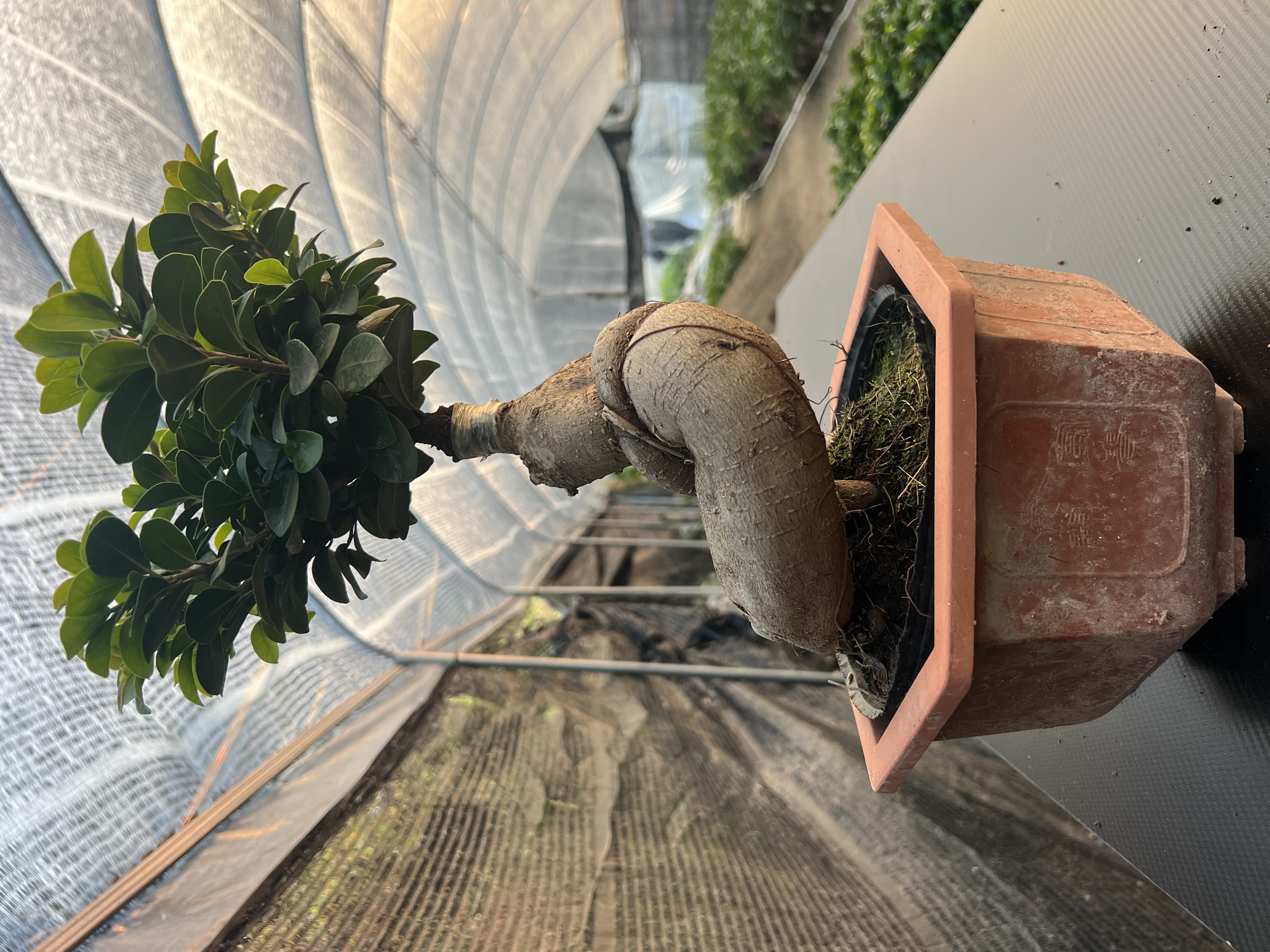 矮霸老桩金钱榕树盆景室内盆栽好养易活四季常青