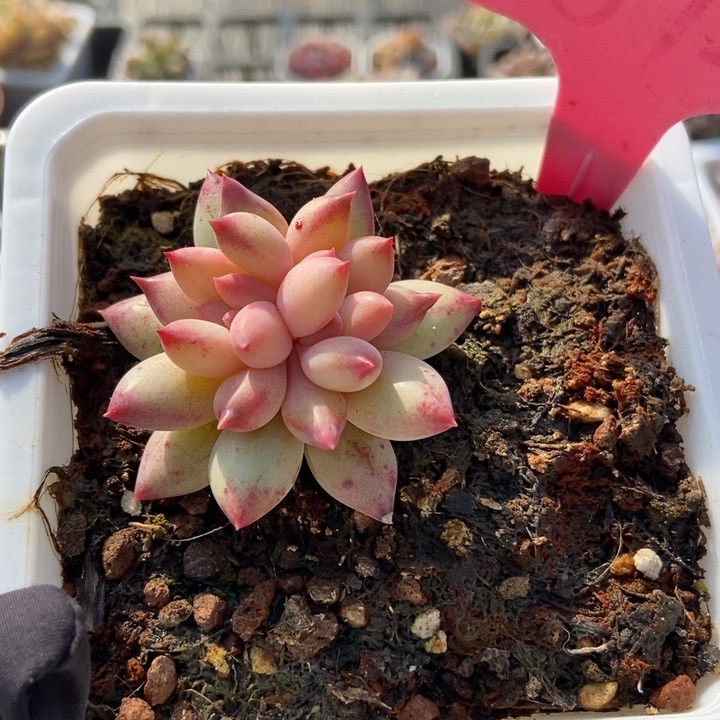 1892余美人多肉植物