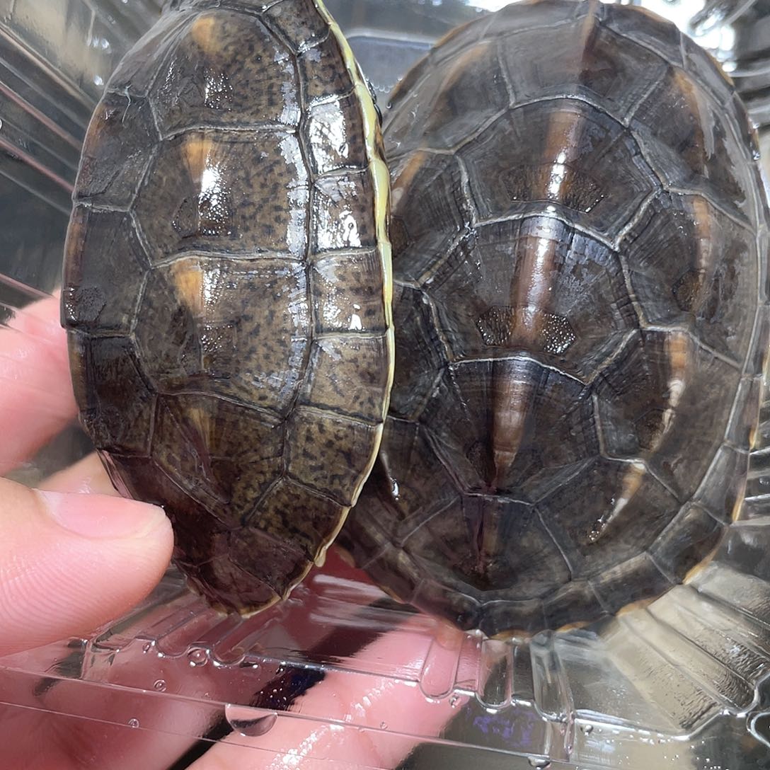 宠物龟不分公母2只花草杂