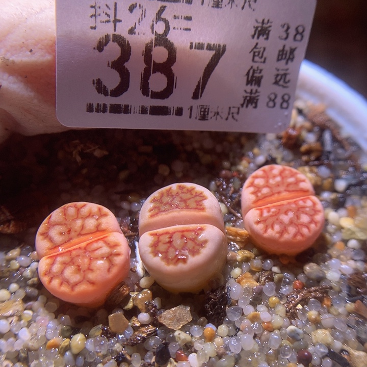 精品生石花26.387