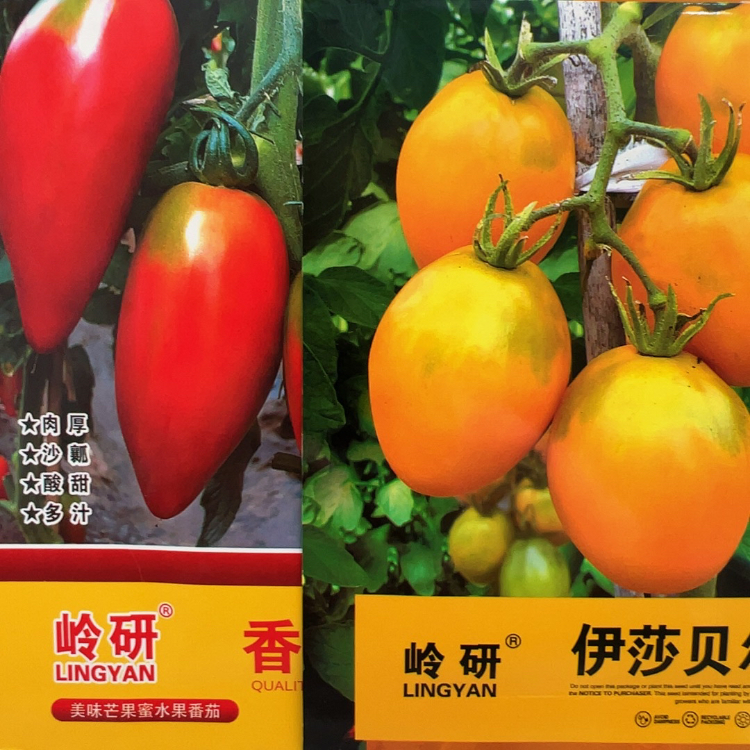伊莎贝尔，香蕉番茄种子