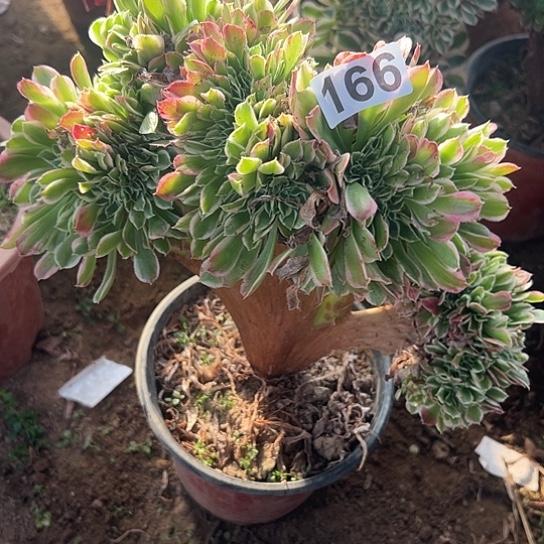 马***侠一颗多肉法师植物