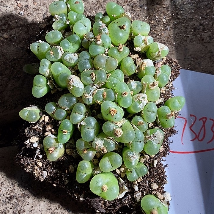 7383。   一组毛汉尼蟠桃。 