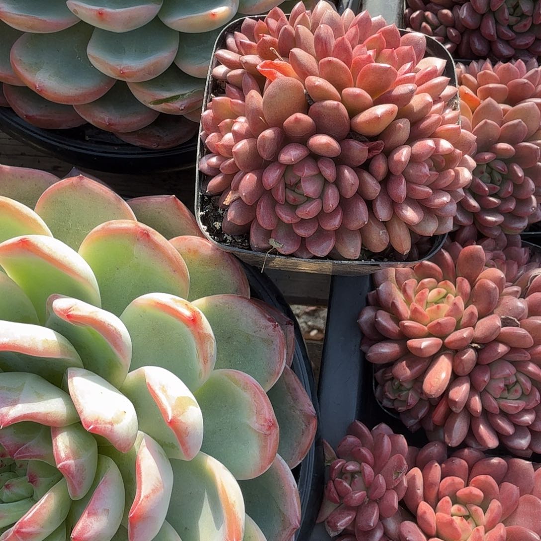 红宝石多肉植物精品