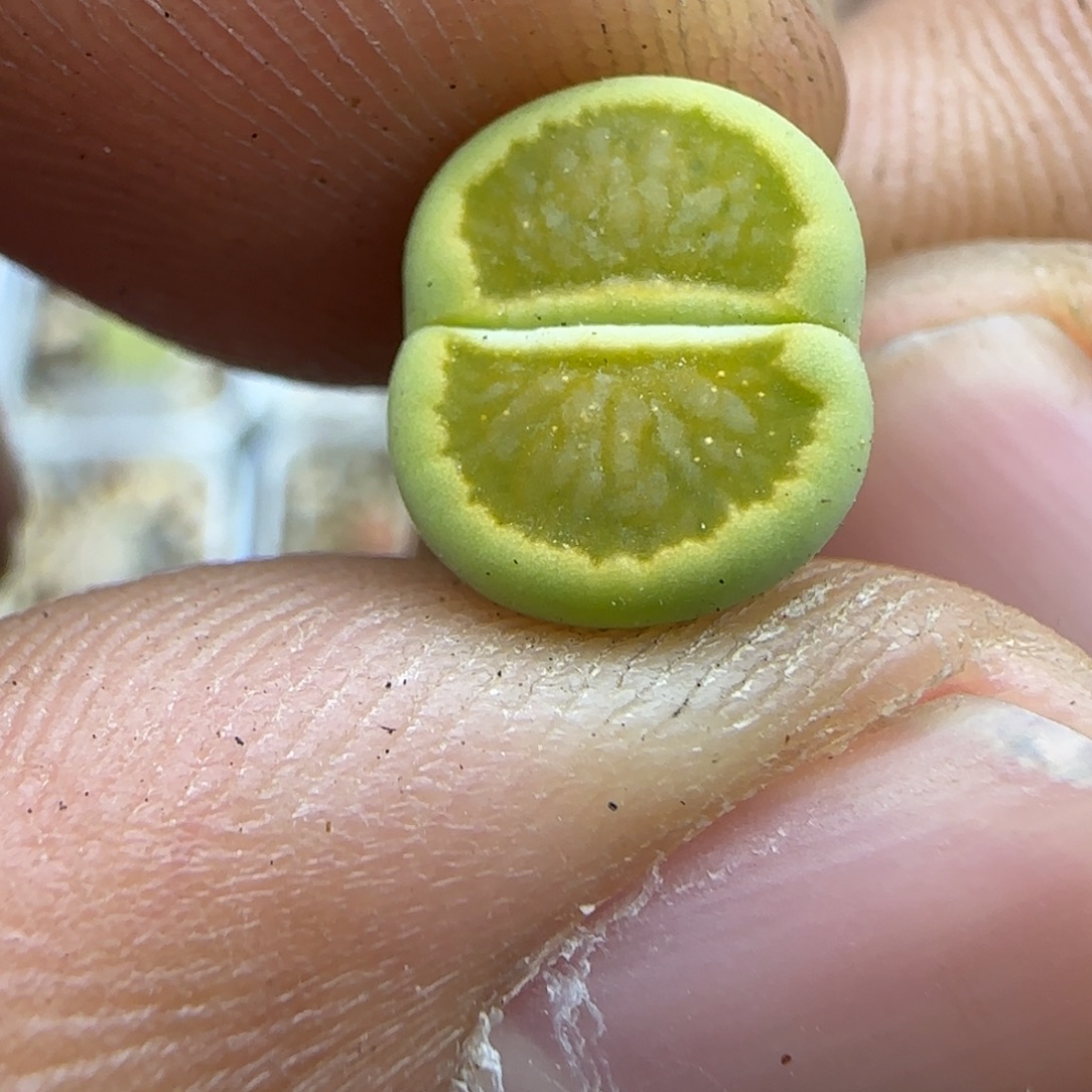 590 生石花大棚直播