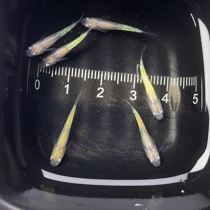青鳉鱼萤火虫6条，21号，满15包邮，可叠单