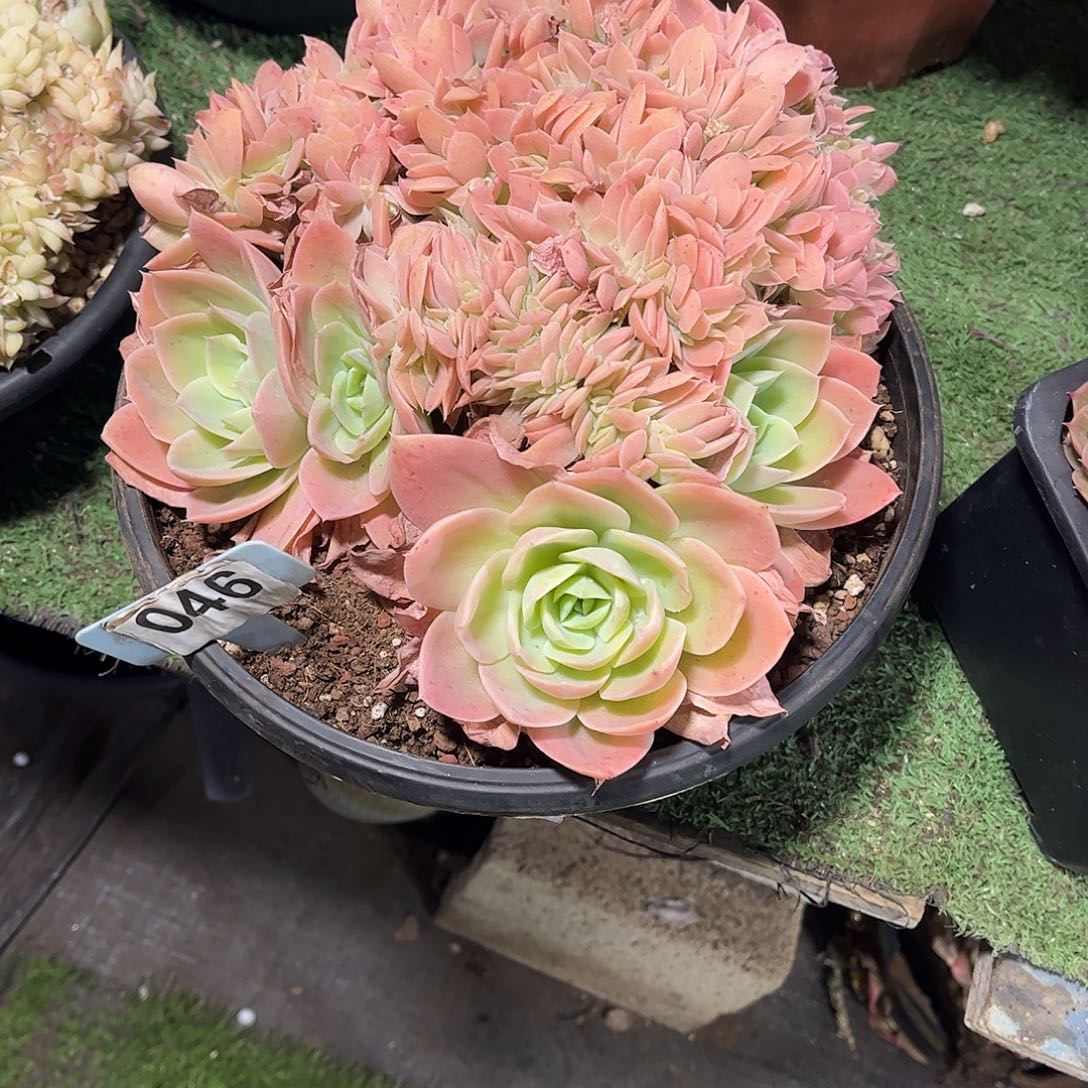 *****星娜塔多肉植物保护046