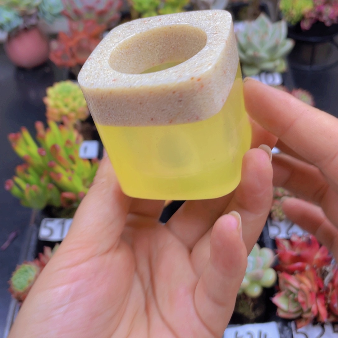 无花朵无土栽培多肉植物