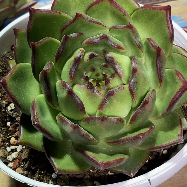 用***7福利原始天穹7          