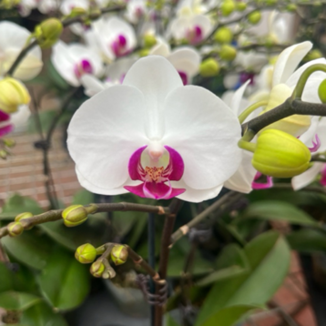 蝴蝶兰 雪域 带花带花苞