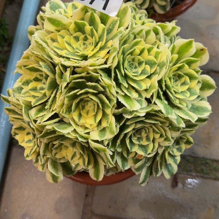 知**乐迈巴赫丛林071肉肉